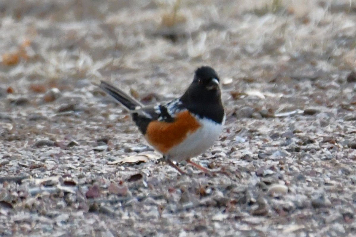 Spotted Towhee - ML613900282