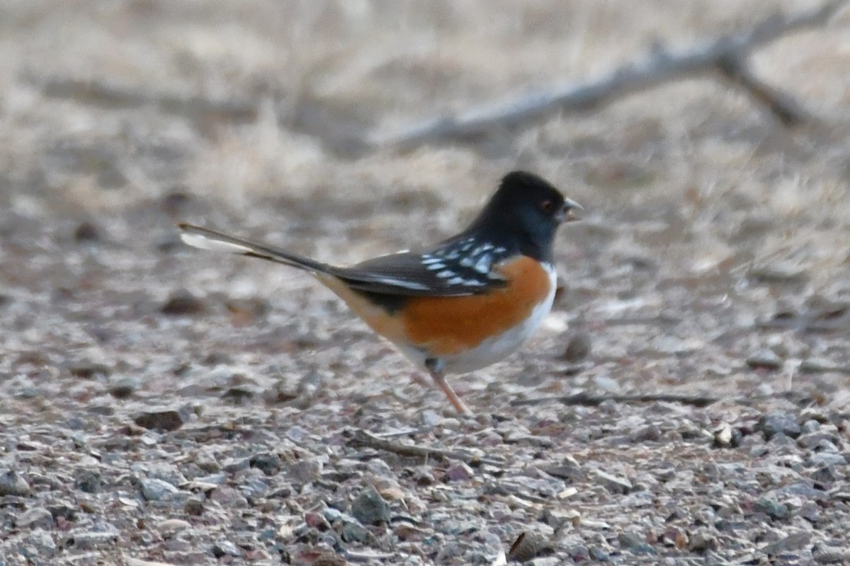 Spotted Towhee - ML613900283