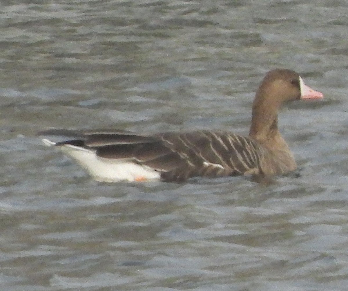 Greater White-fronted Goose - ML613900416