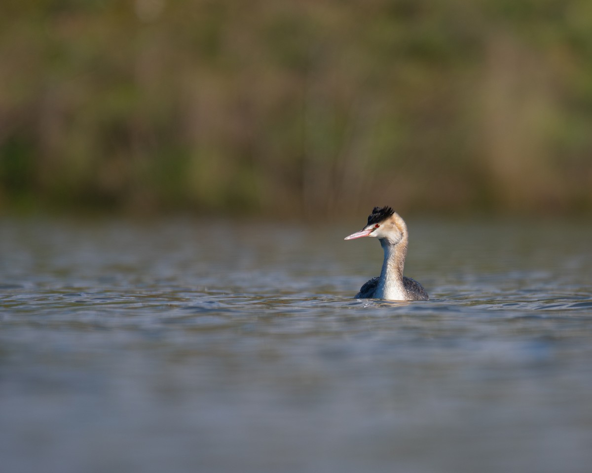 Great Crested Grebe - ML613900419