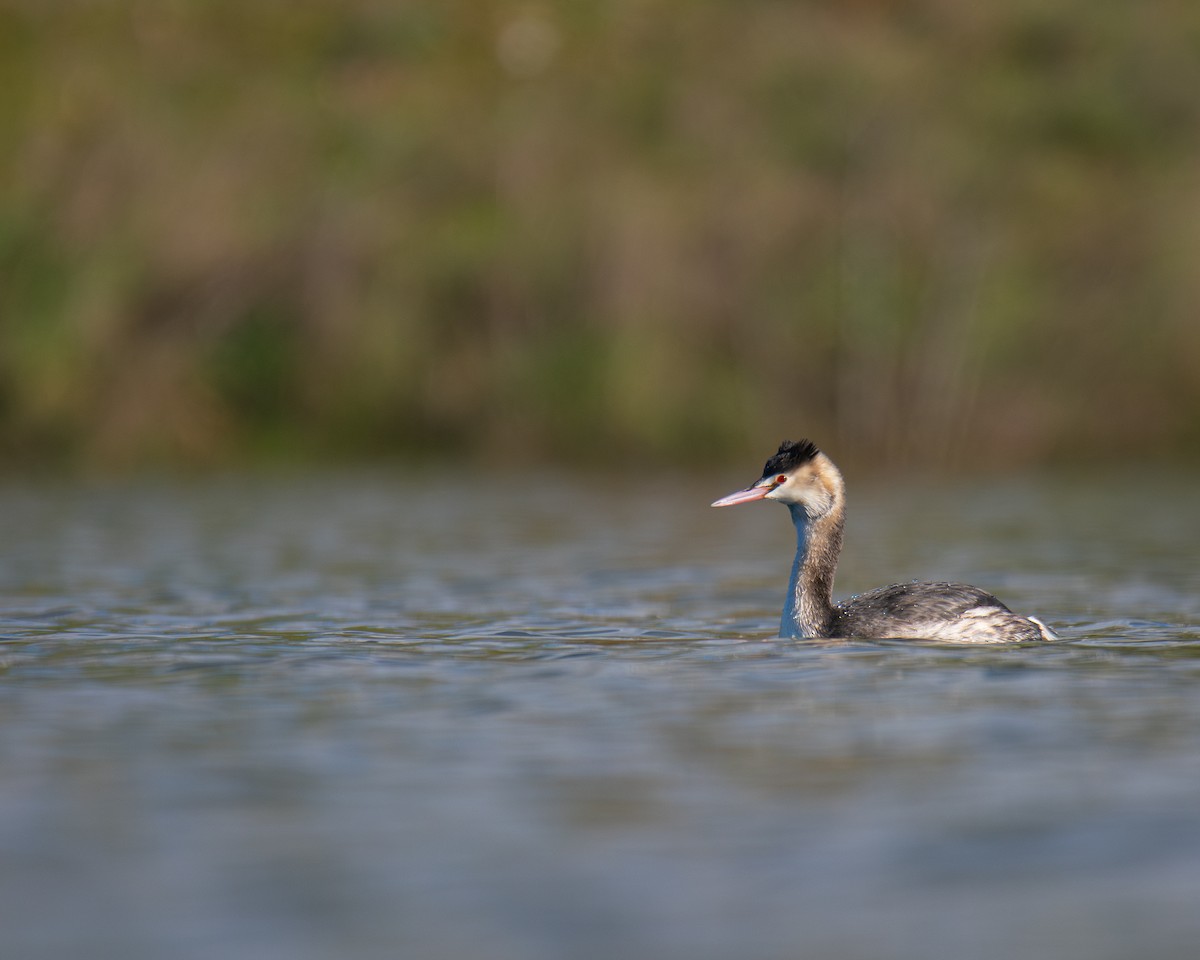 Great Crested Grebe - ML613900420