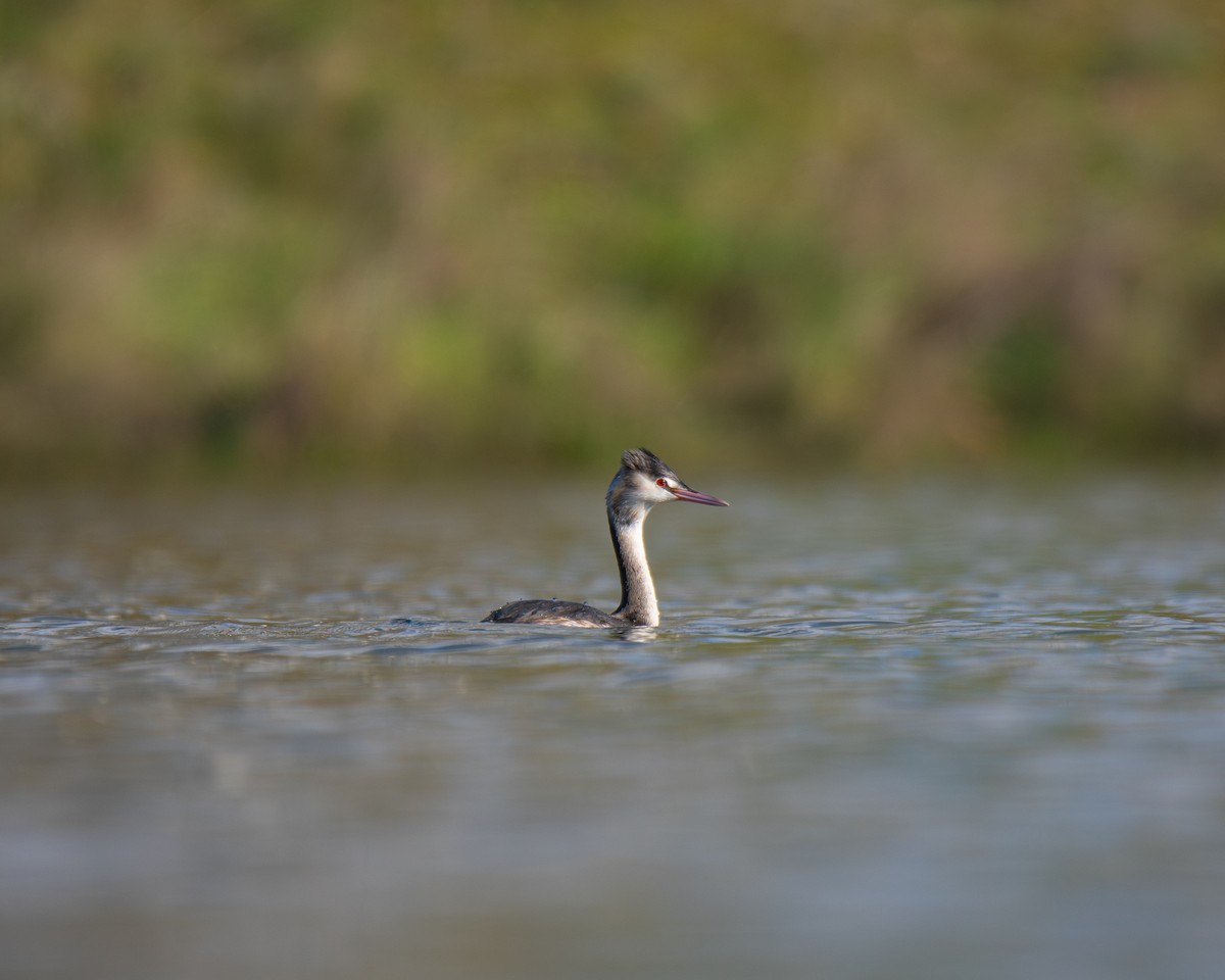 Great Crested Grebe - ML613900421