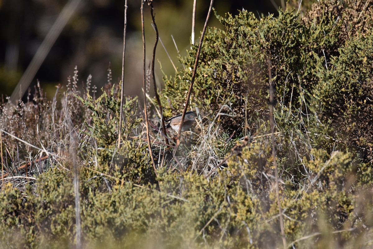 Sardinian Warbler - ML613900575