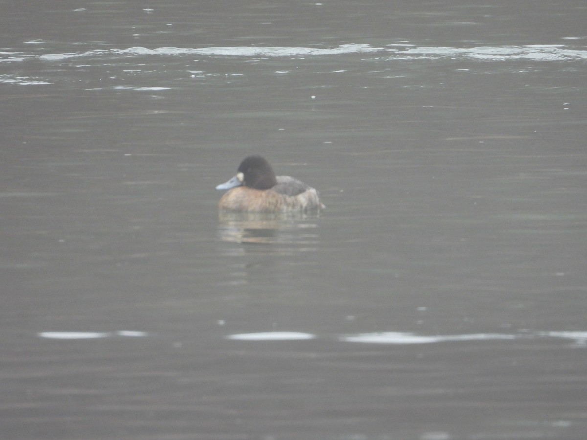 Greater/Lesser Scaup - ML613900624