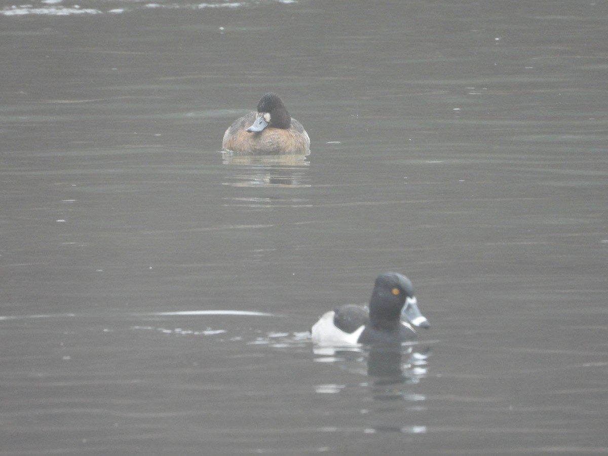 Greater/Lesser Scaup - ML613900626