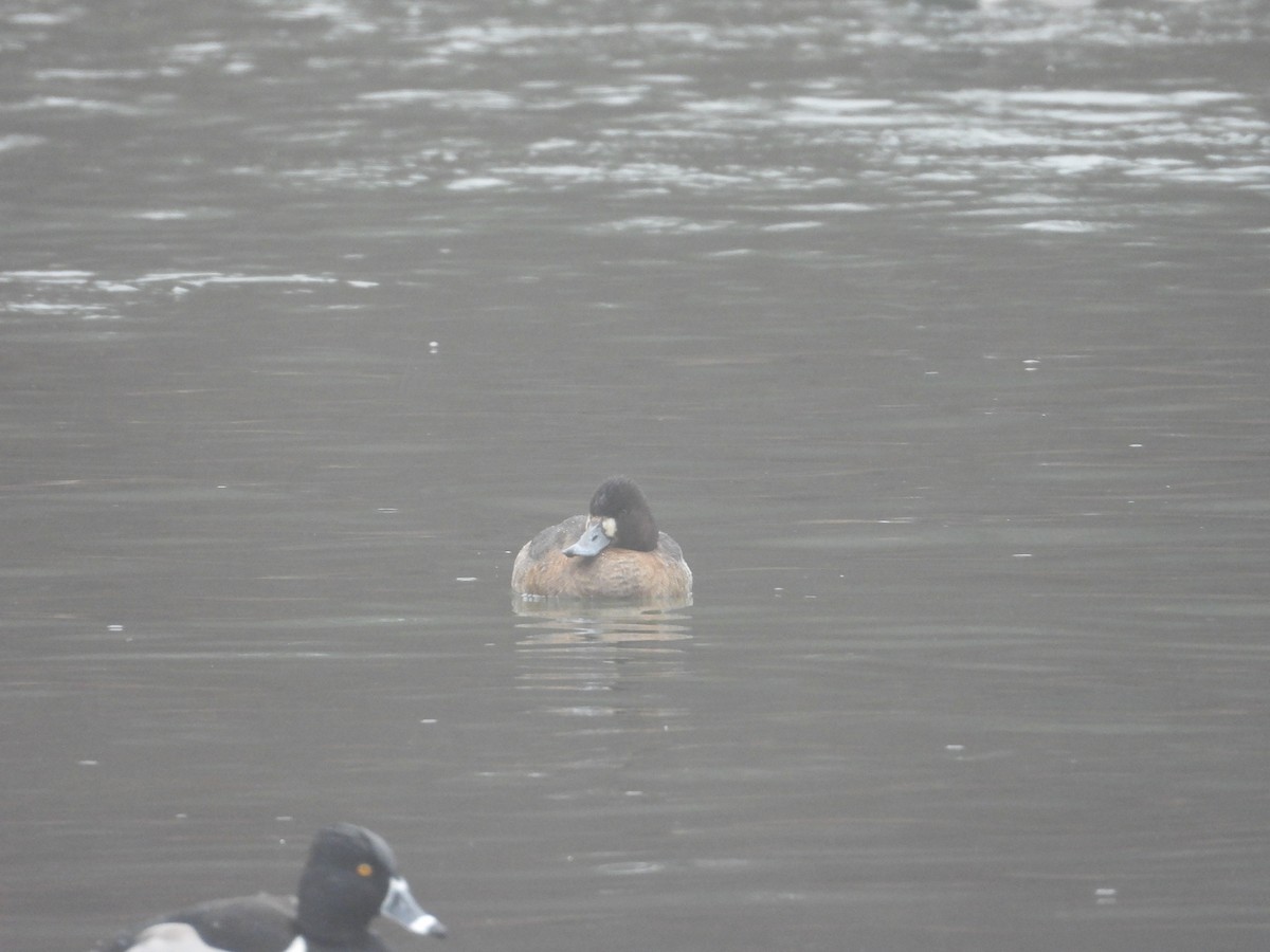Greater/Lesser Scaup - ML613900632