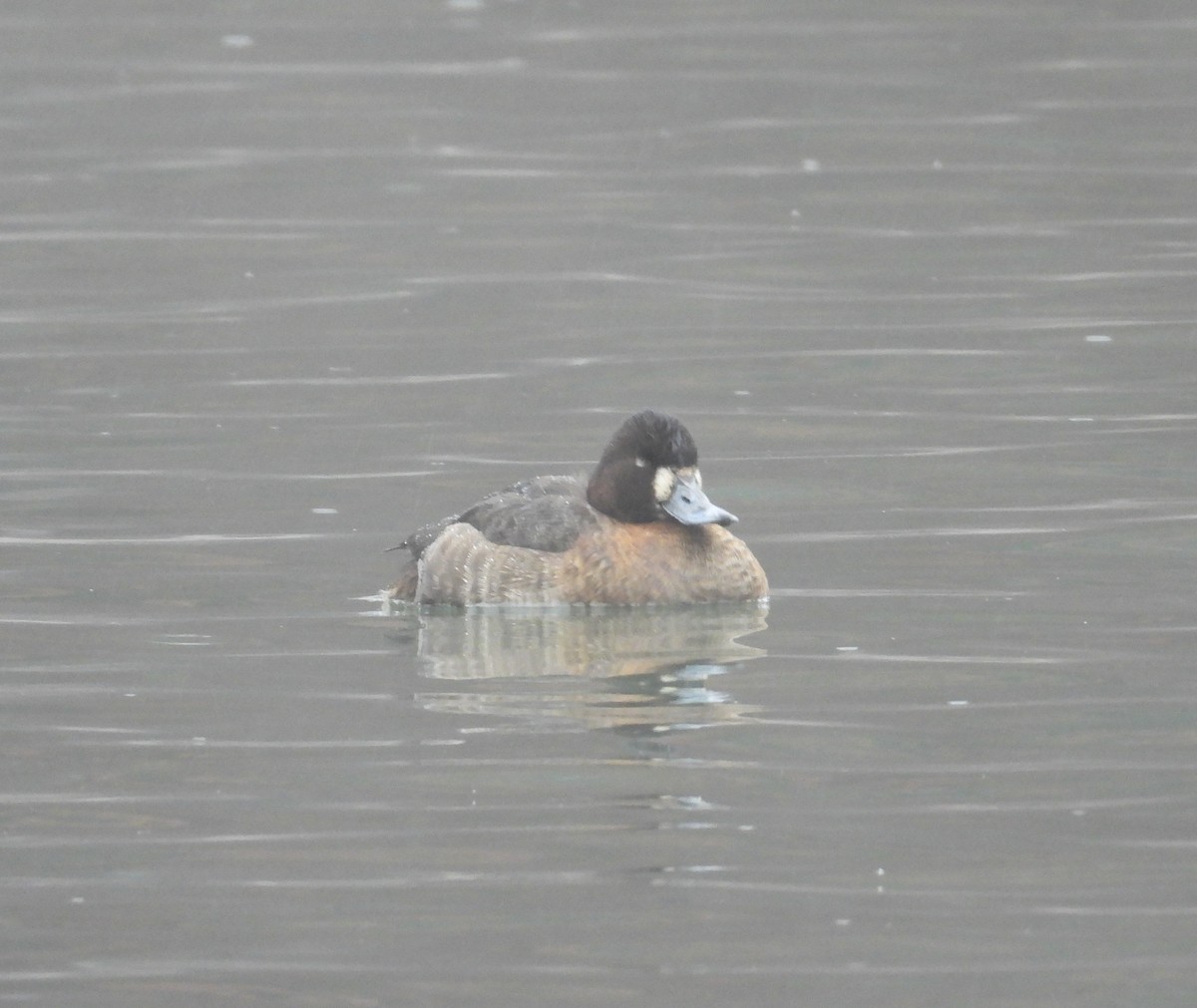 Greater/Lesser Scaup - ML613900638