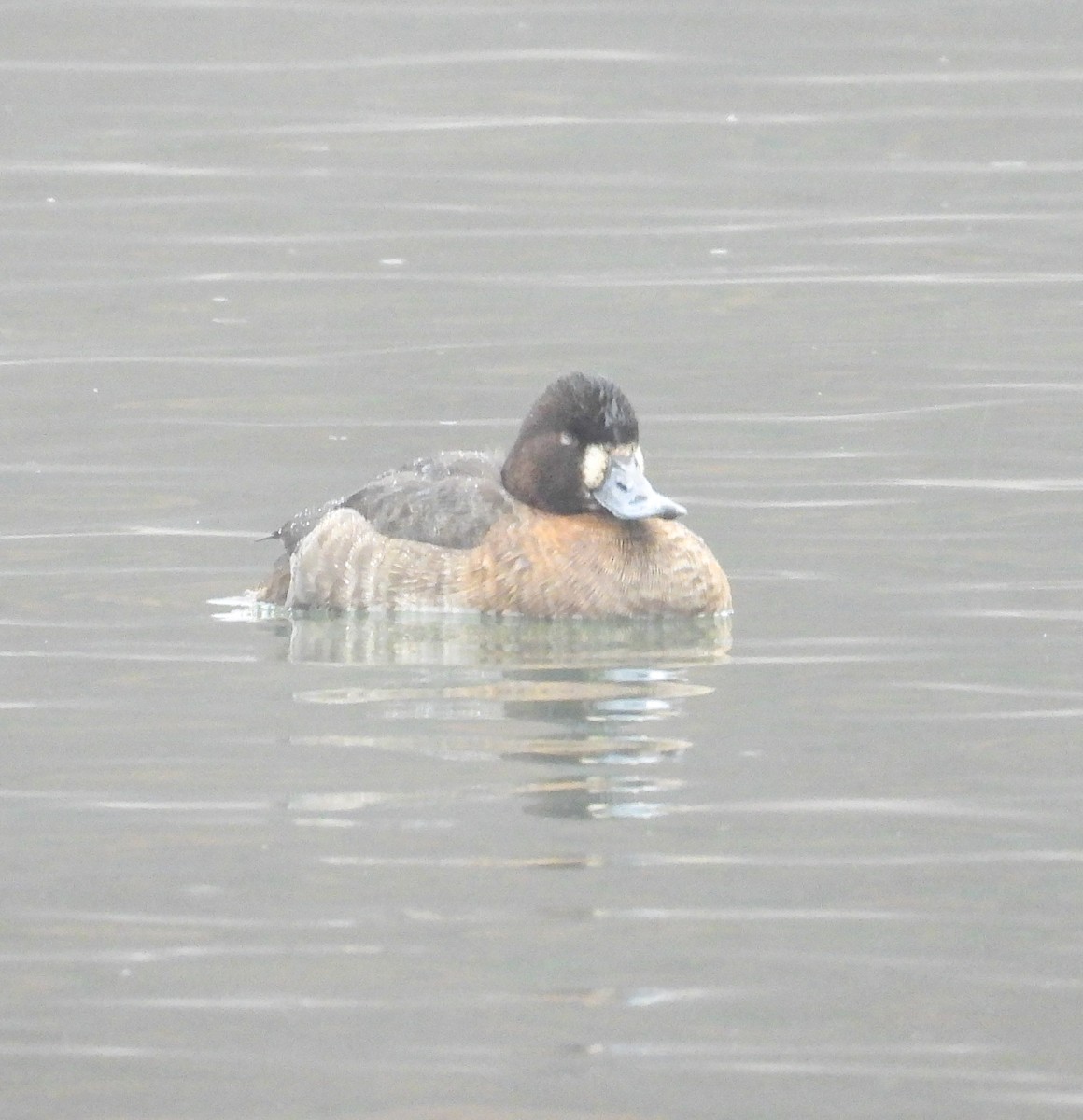 Greater/Lesser Scaup - ML613900656