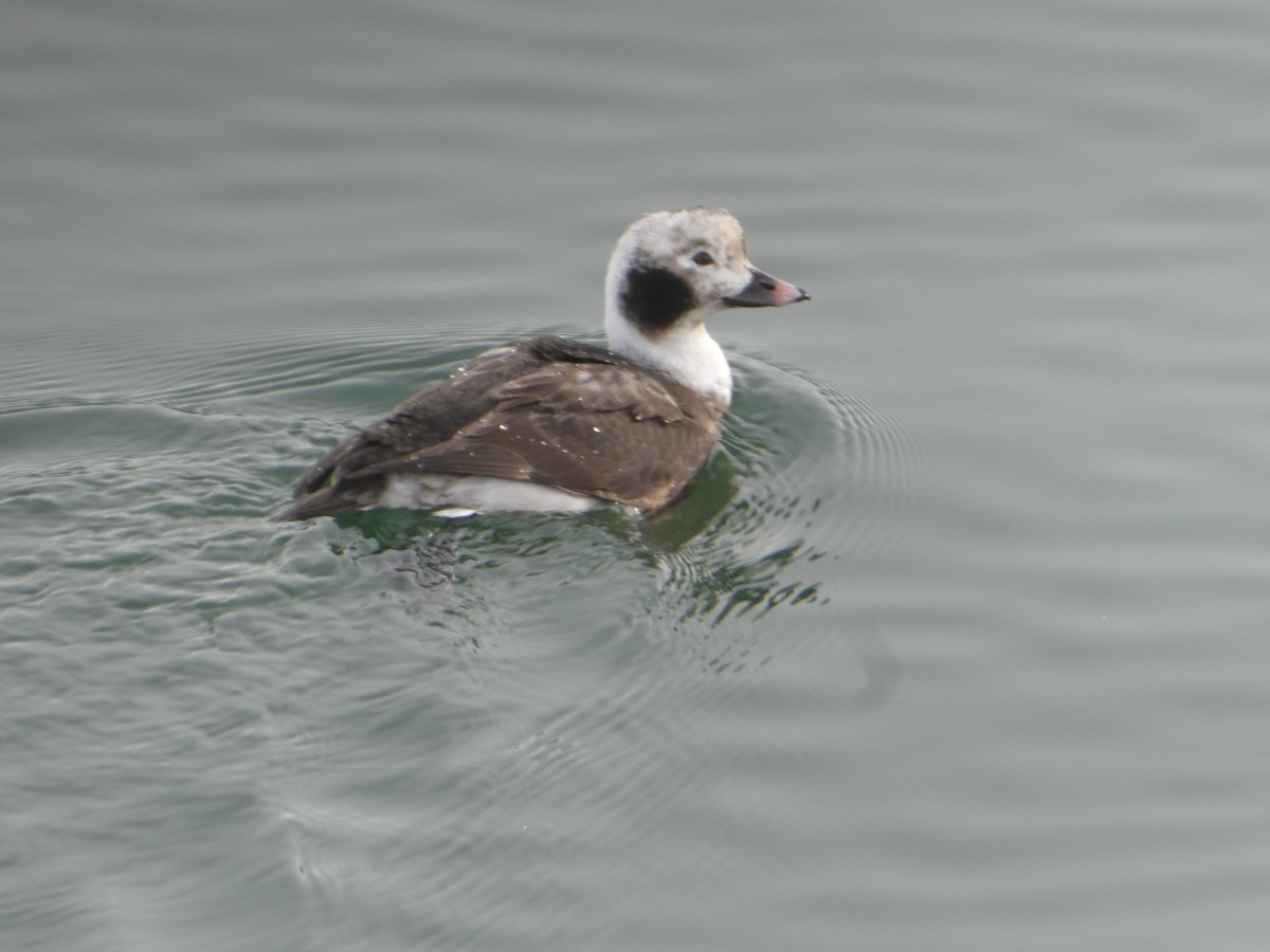 Long-tailed Duck - ML613900691