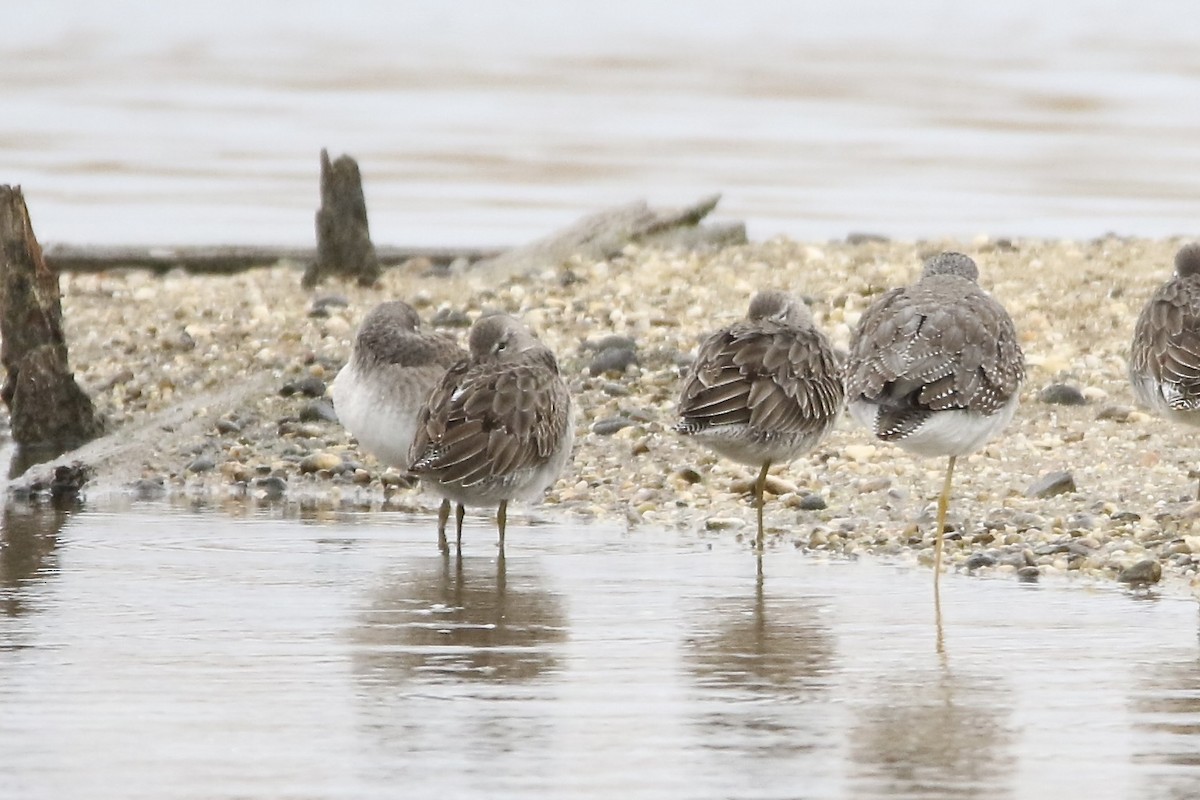Long-billed Dowitcher - ML613900702