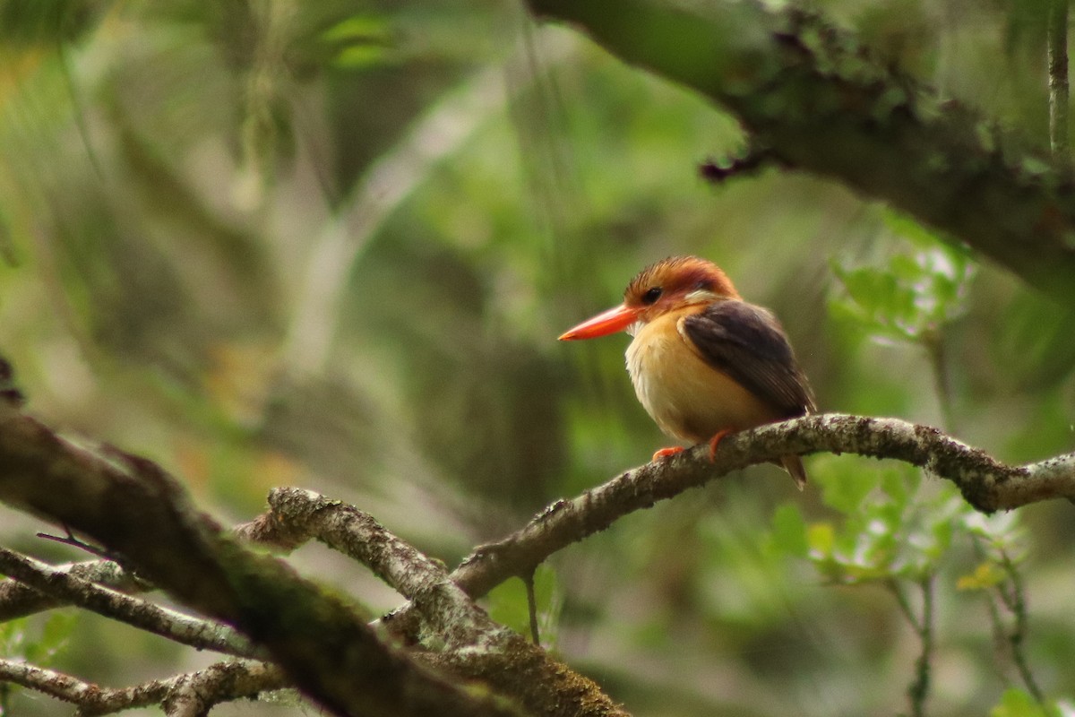 African Pygmy Kingfisher - Brad Wiehahn