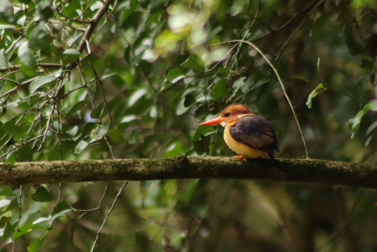African Pygmy Kingfisher - ML613900840