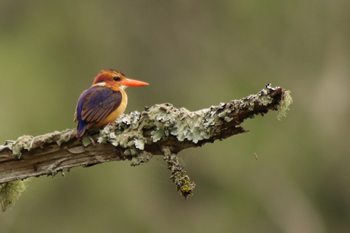African Pygmy Kingfisher - Brad Wiehahn