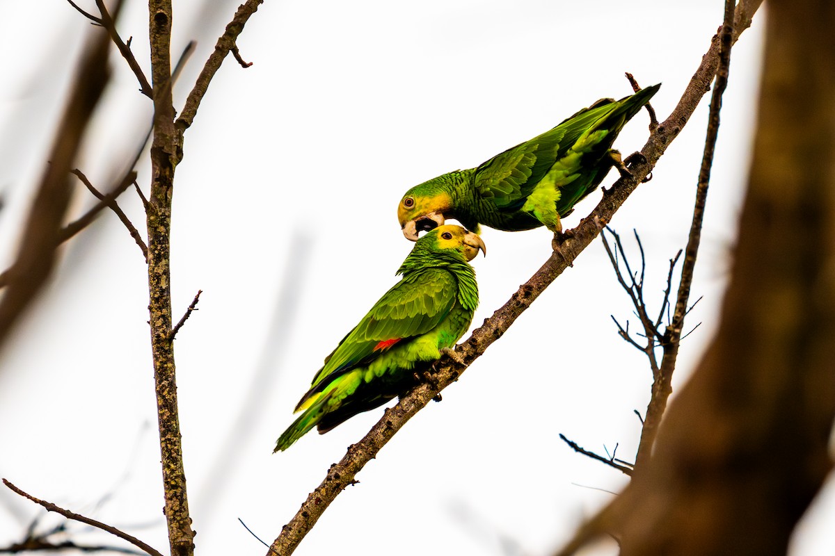 Yellow-shouldered Parrot - ML613900869