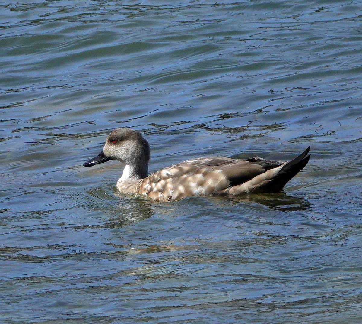 Crested Duck - ML613901224