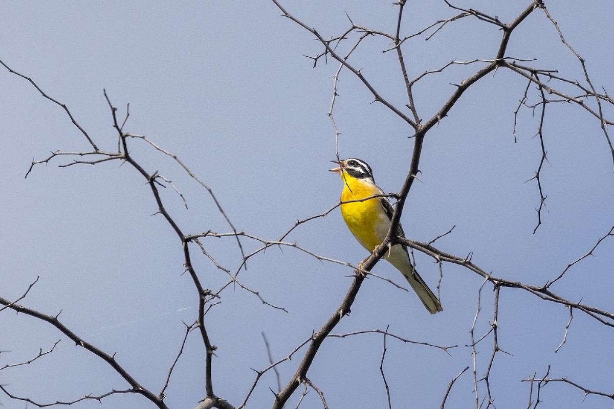 Golden-breasted Bunting - ML613901250