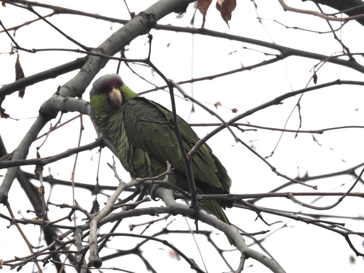 Lilac-crowned Parrot - ML613901530