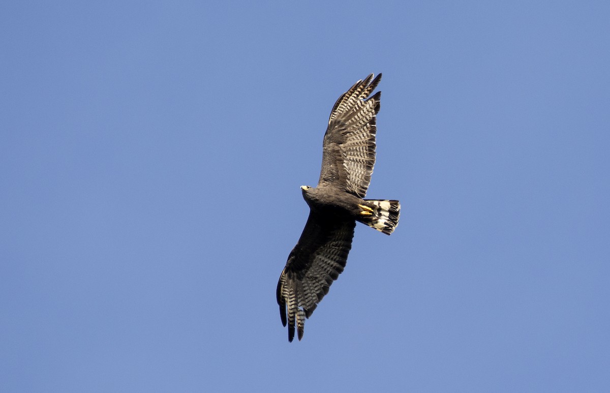 Zone-tailed Hawk - ML613901578