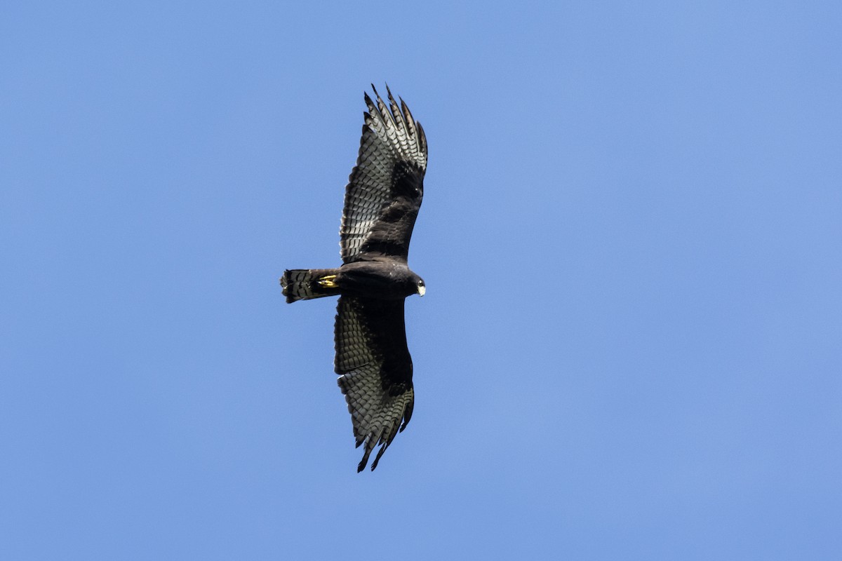 Zone-tailed Hawk - ML613901579