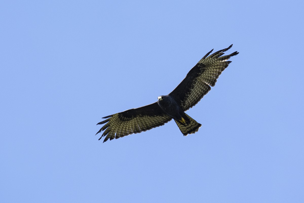 Zone-tailed Hawk - ML613901580