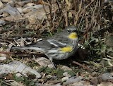 Yellow-rumped Warbler (Audubon's) - ML613901582