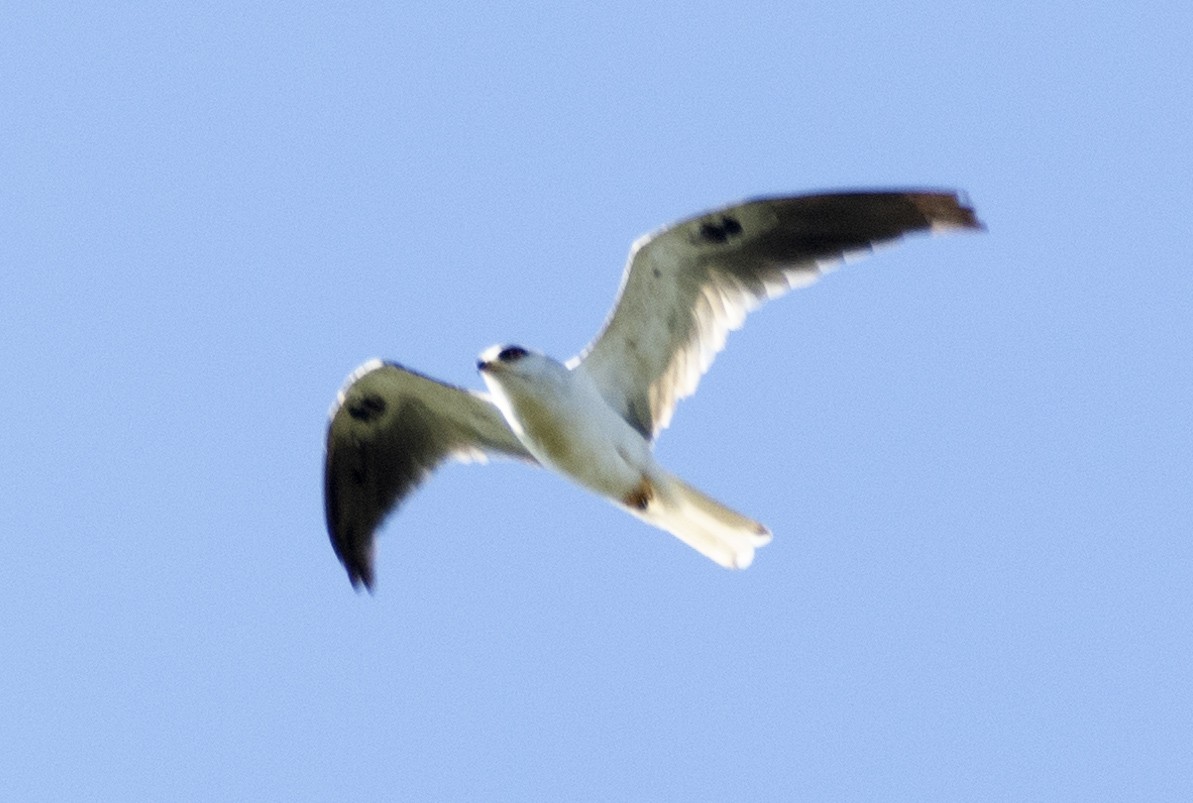 White-tailed Kite - ML613901694