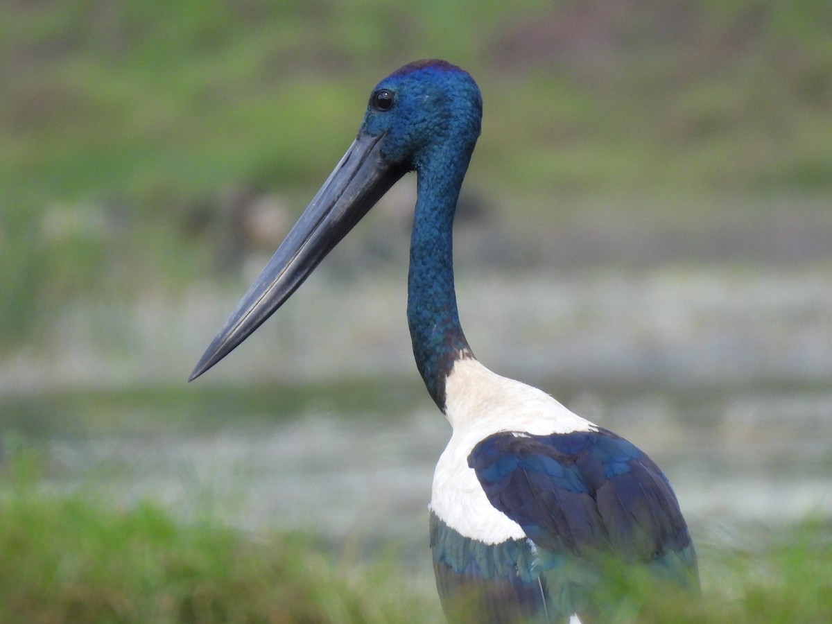 Black-necked Stork - ML613901717