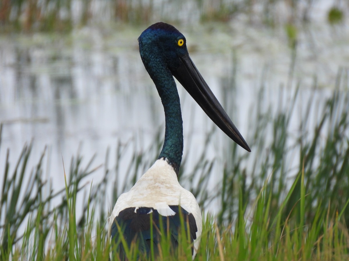 Black-necked Stork - ML613901718