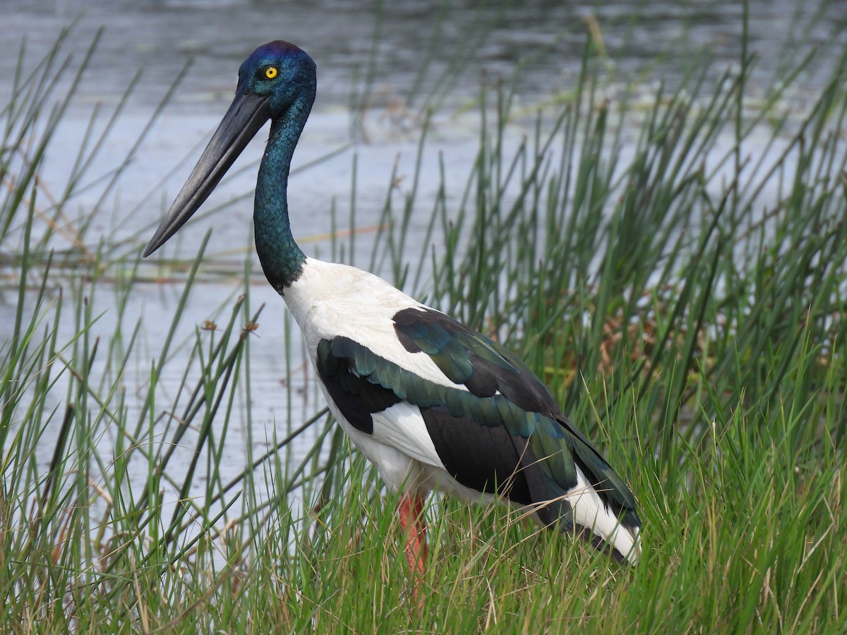 Black-necked Stork - ML613901719