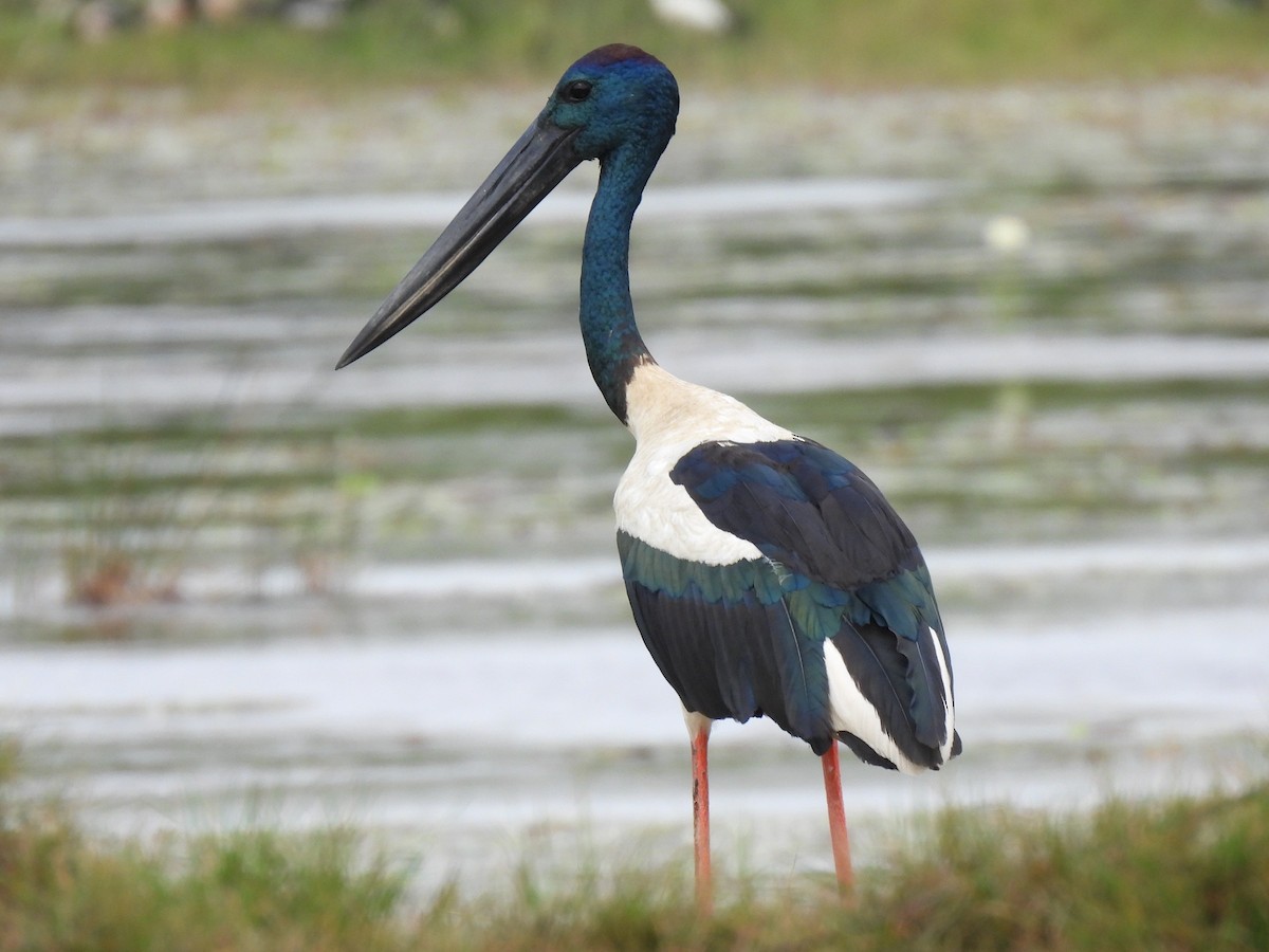 Black-necked Stork - ML613901720
