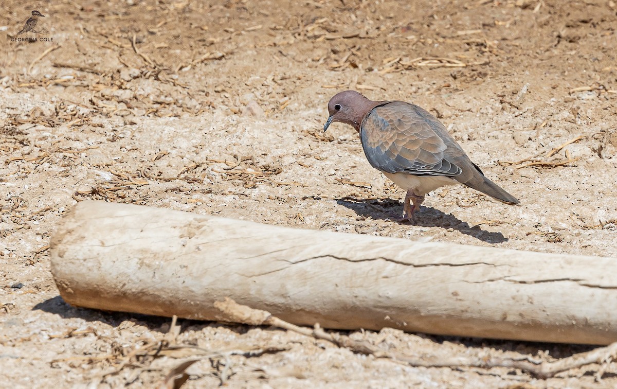 eBird Checklist 22 Jan 2024 El Gouna Park and Fish Farm 15 species