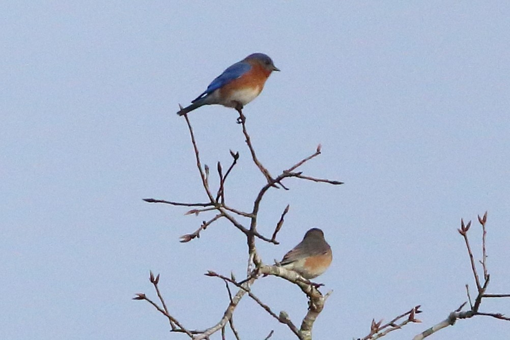 EBird Checklist 23 Jan 2024 Home 20 Species   1200