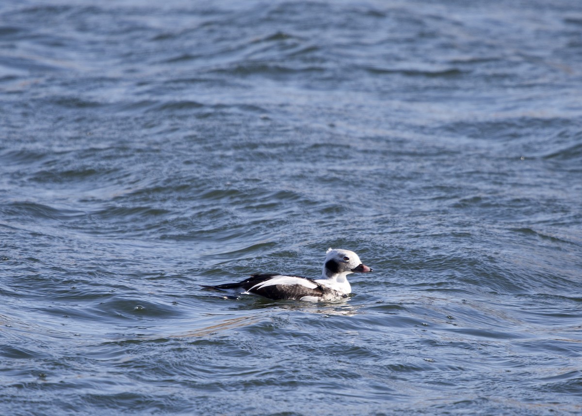 Long-tailed Duck - ML613902076