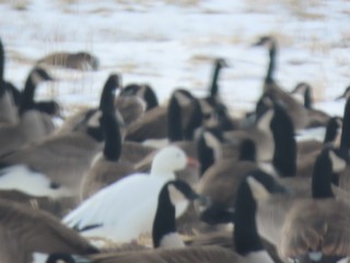 Snow Goose, ML613902376