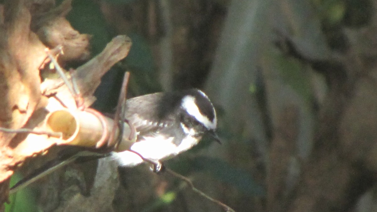 White-browed Fantail - ML613902793
