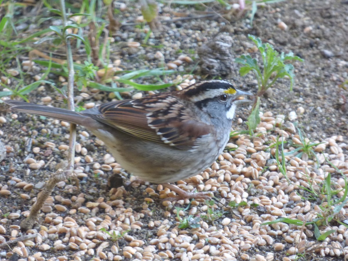 White-throated Sparrow - Adrián Pina Hidalgo
