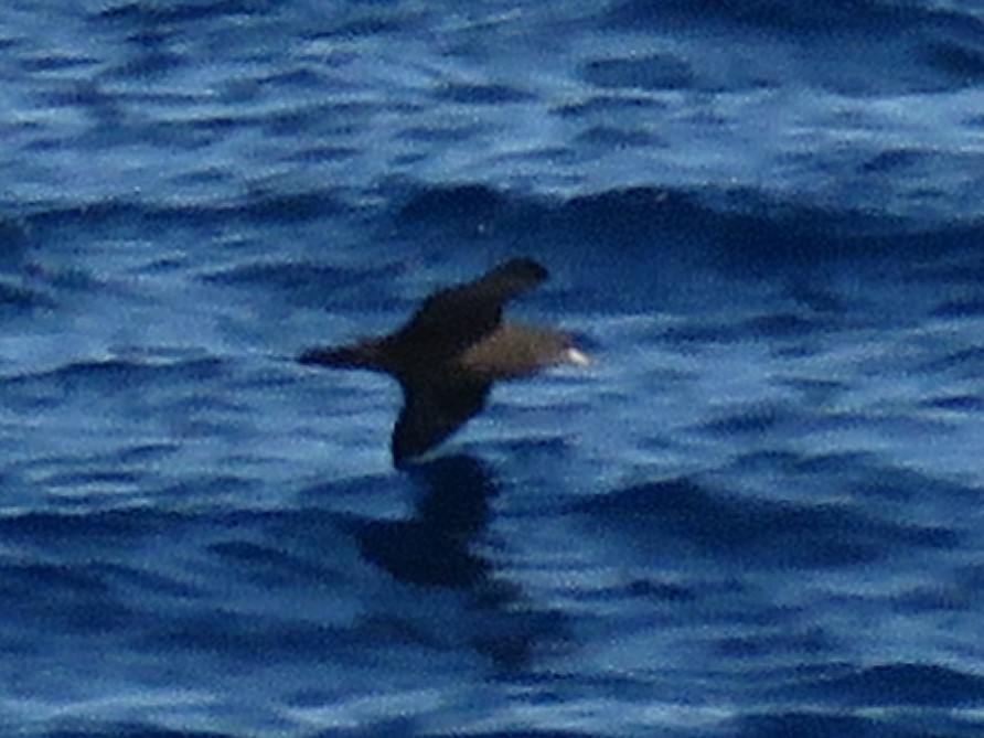 Flesh-footed Shearwater - ML613902946