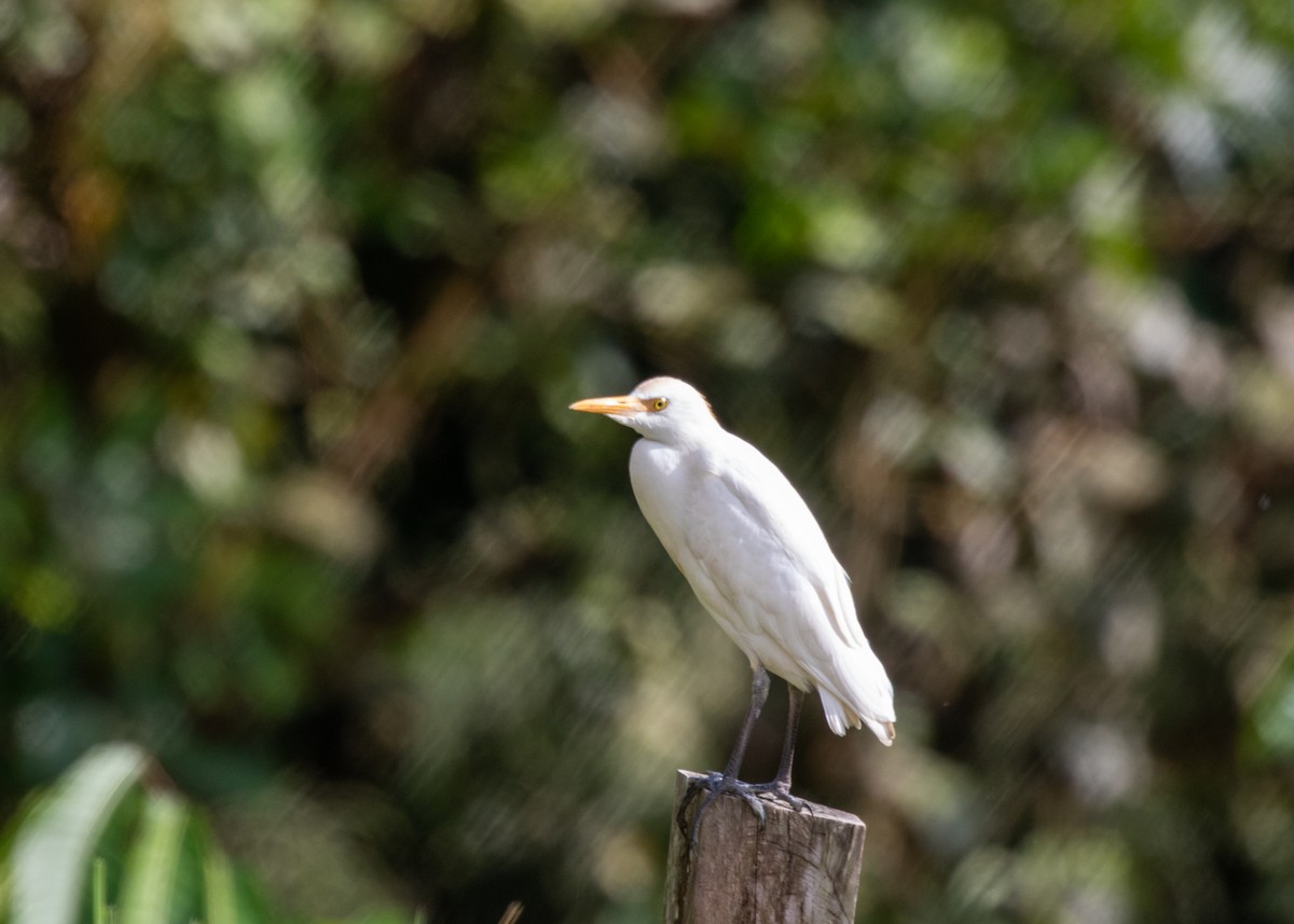 Western Cattle Egret - Silvia Faustino Linhares