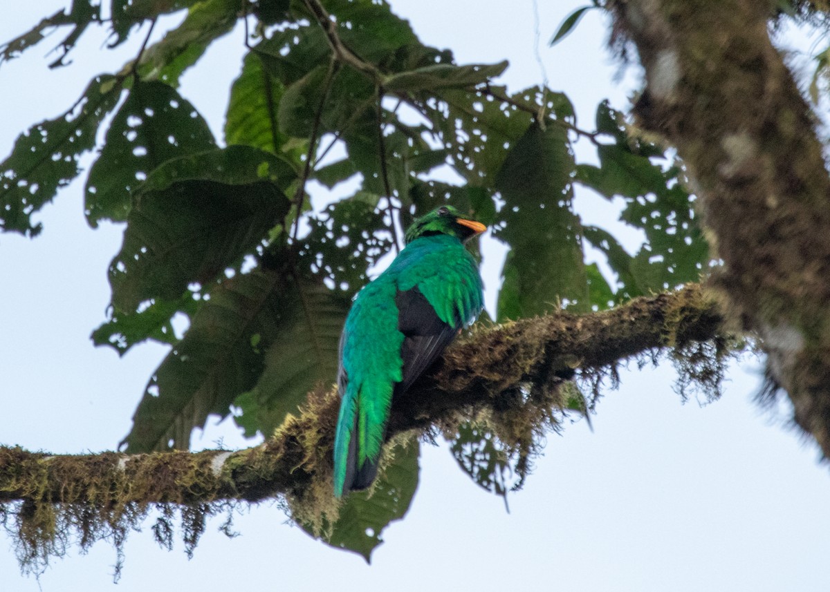 Quetzal Cabecidorado - ML613903076