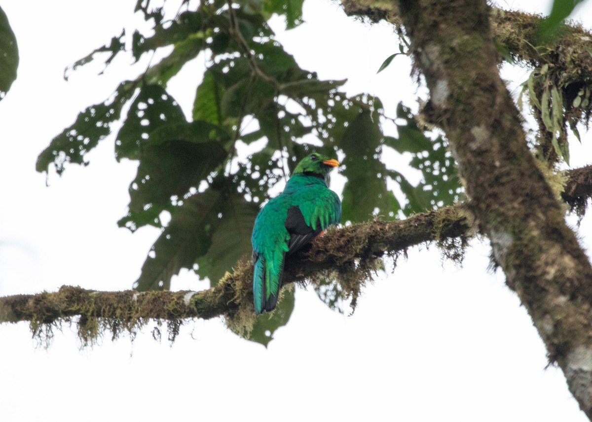 Quetzal Cabecidorado - ML613903078