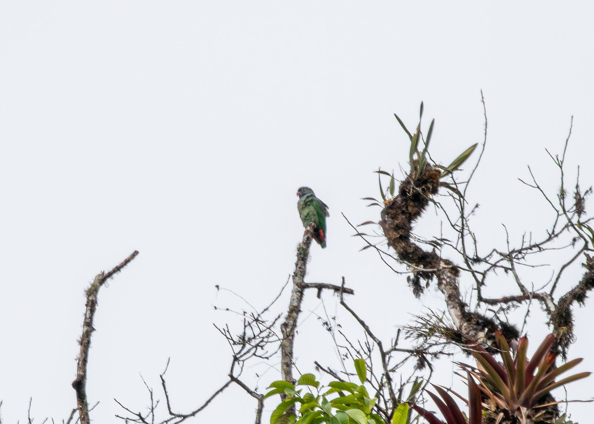 Red-billed Parrot - Silvia Faustino Linhares