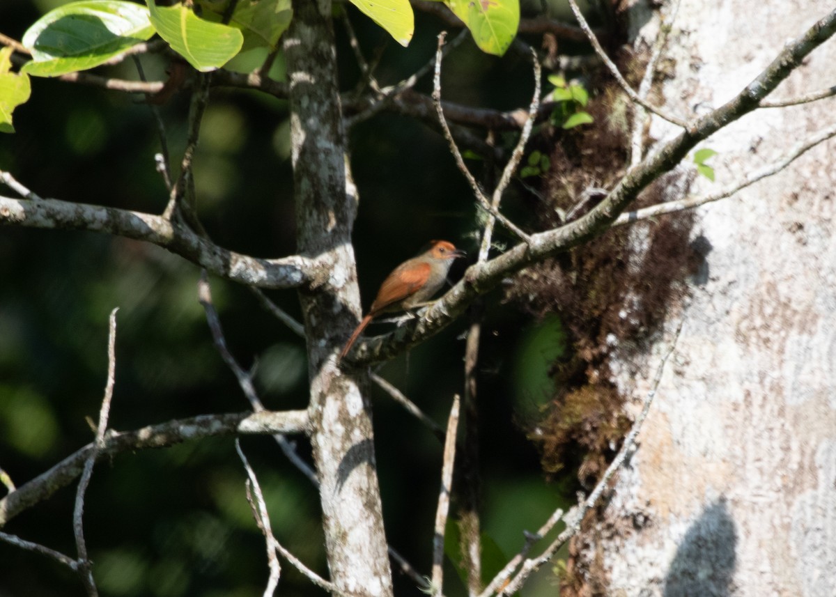 Red-faced Spinetail - ML613903105