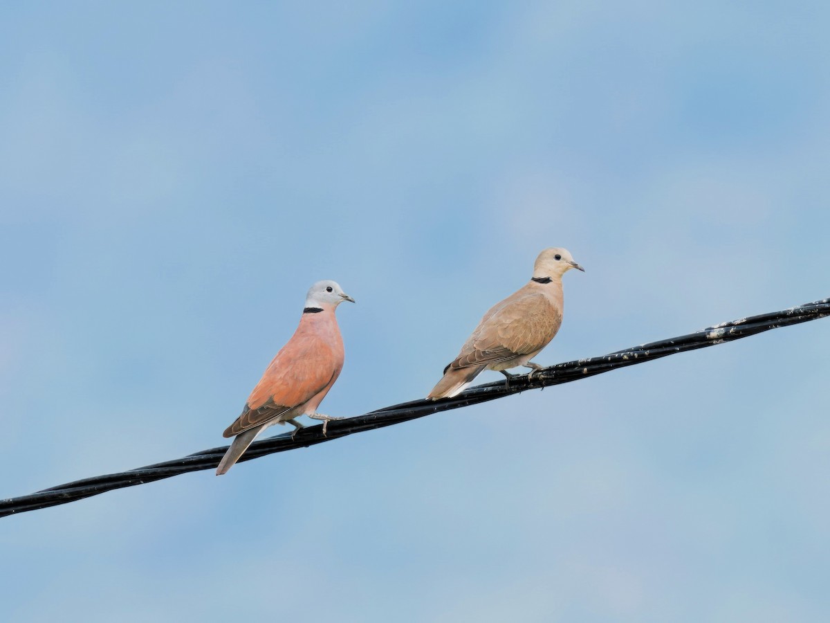 Red Collared-Dove - ML613903112