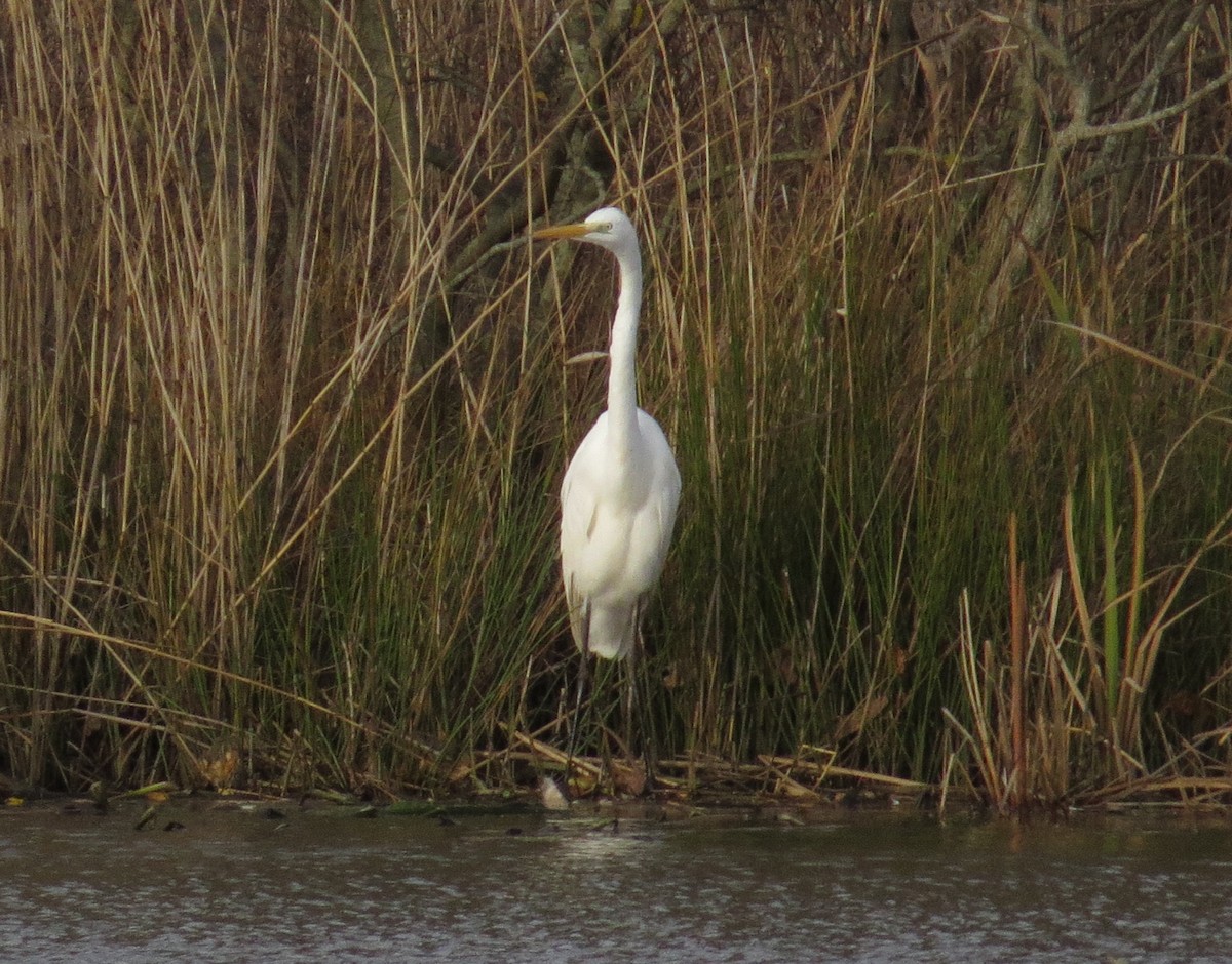 Ebird Checklist - 24 Nov 2016 - Hatch Pond Lnr - 1 Species