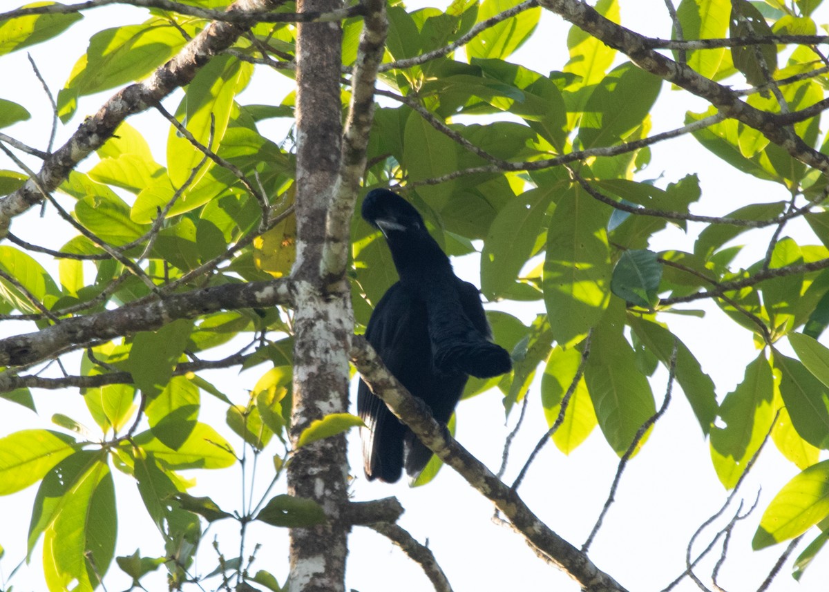 Эквадорская зонтичная птица - ML613903140