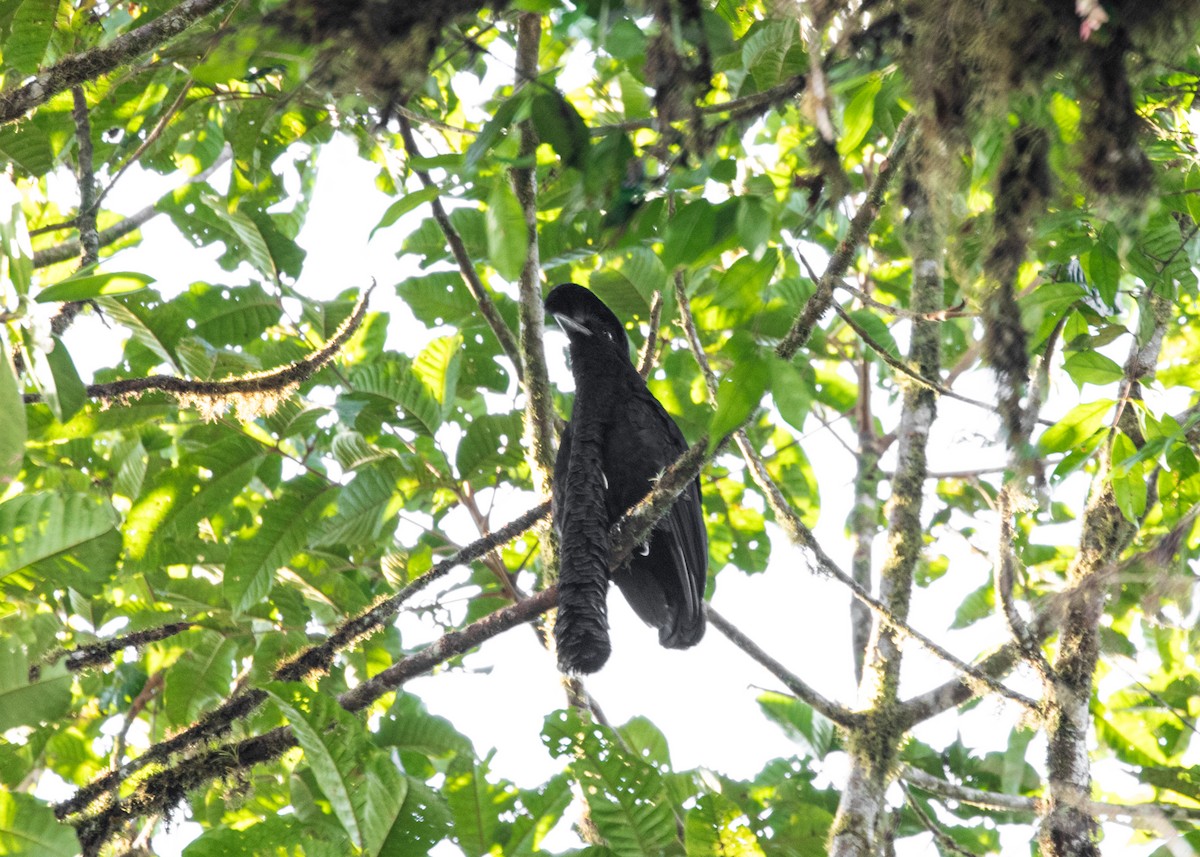Эквадорская зонтичная птица - ML613903147
