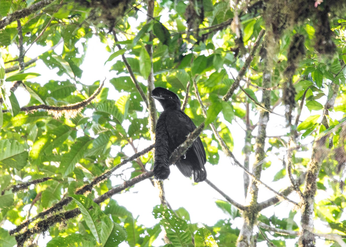 Эквадорская зонтичная птица - ML613903148