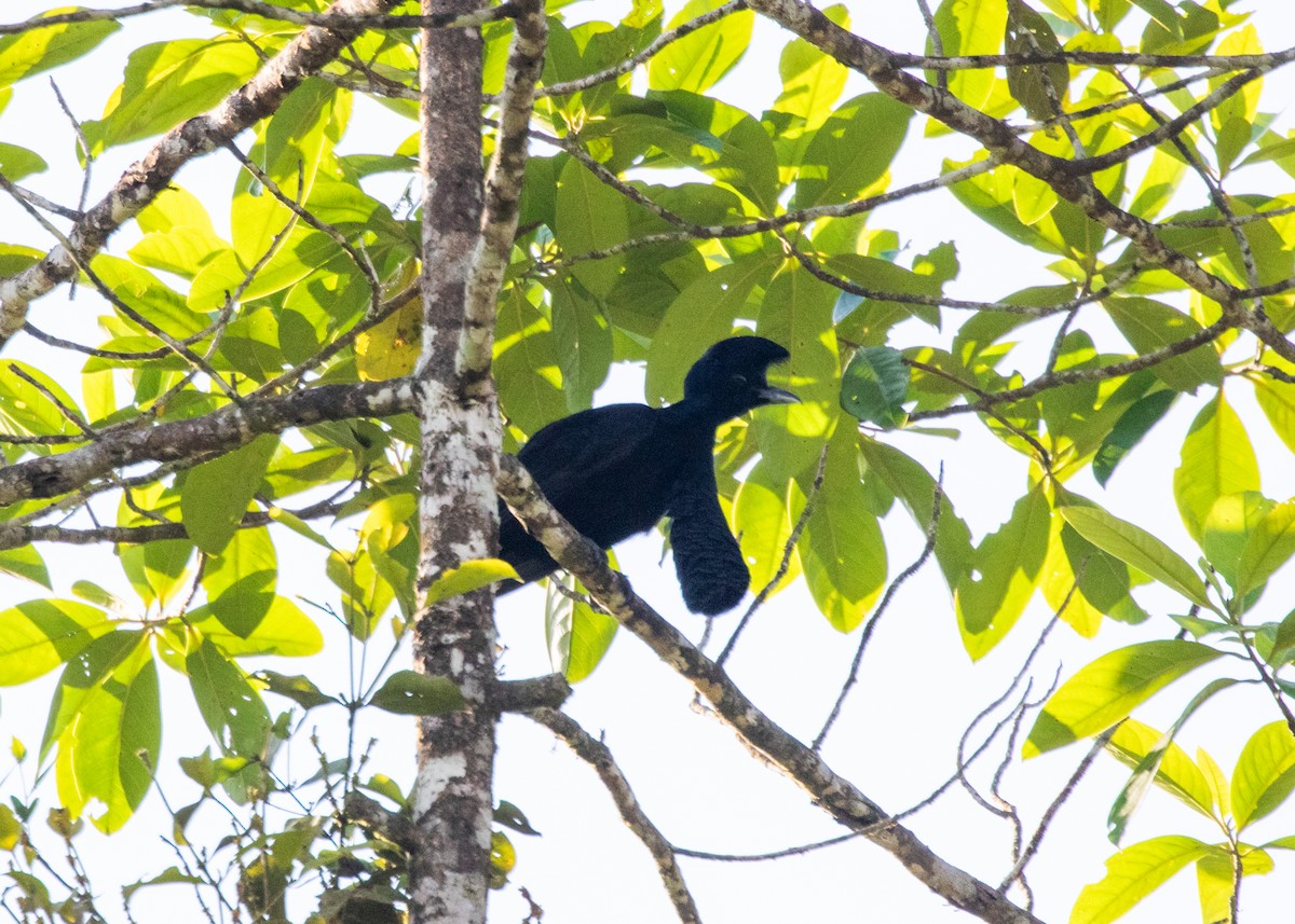 Эквадорская зонтичная птица - ML613903150