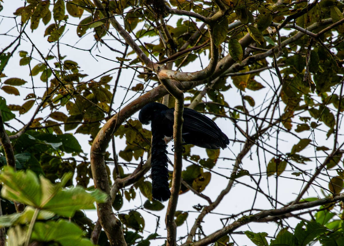Эквадорская зонтичная птица - ML613903151