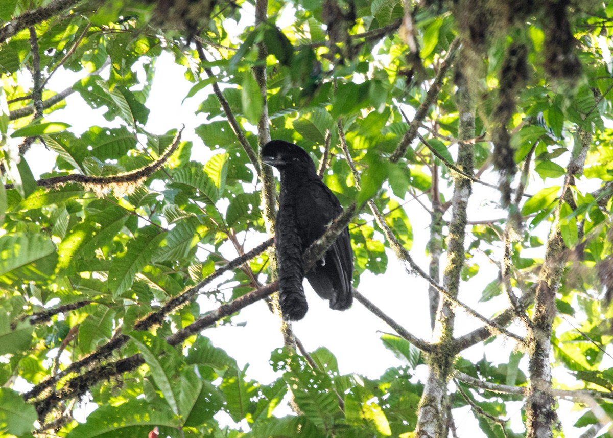 Эквадорская зонтичная птица - ML613903153